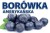 BOROWKA AMERYKANSKA.jpg