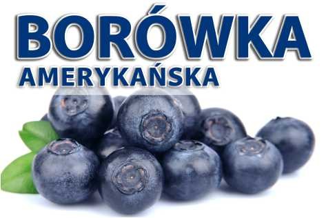 BOROWKA AMERYKANSKA.jpg